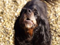 犬の要求吠え