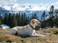 ラブラドール・レトリーバー