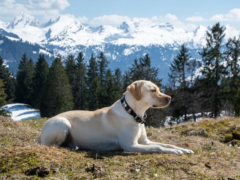 ラブラドール・レトリーバー