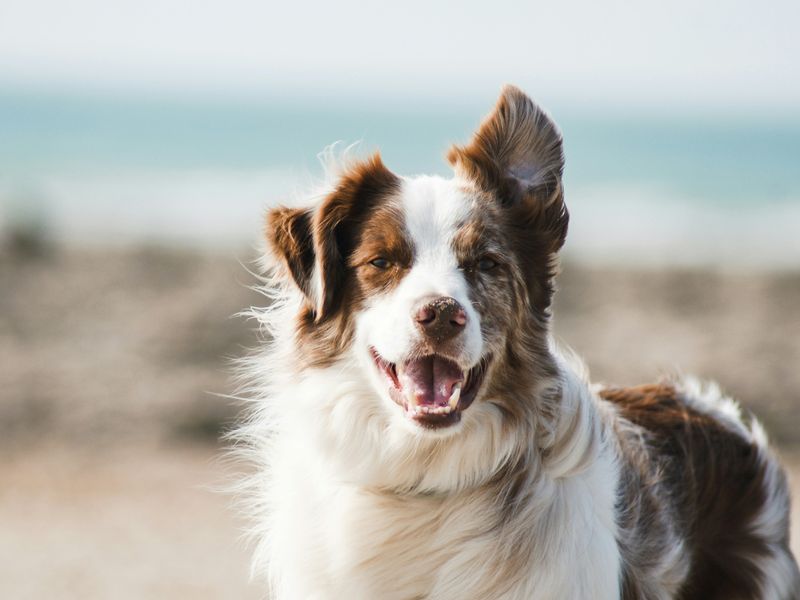 犬