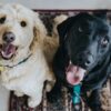 つけてはいけない犬の名前ランキング