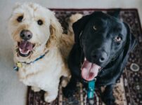 つけてはいけない犬の名前ランキング