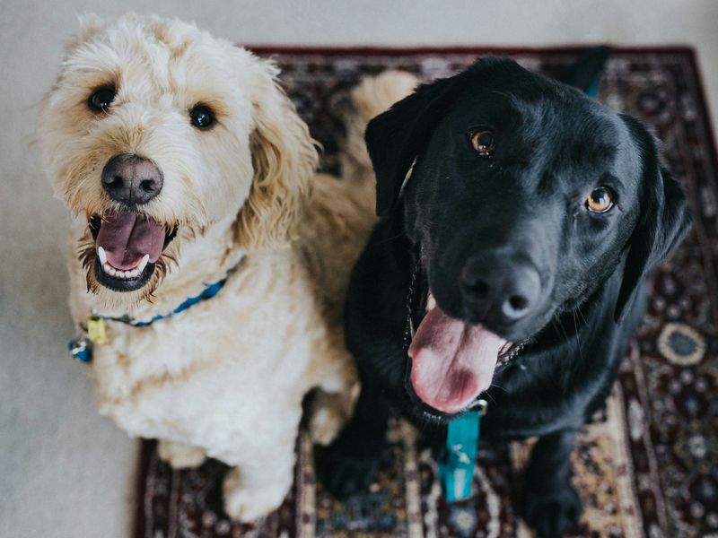 つけてはいけない犬の名前ランキング