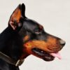 犬の外耳炎