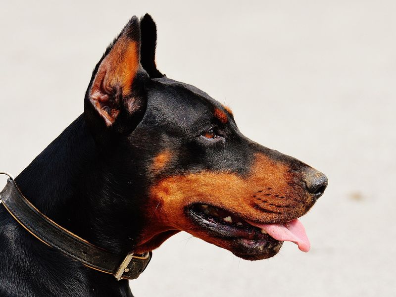 犬の外耳炎