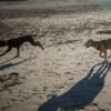 犬の外飼い