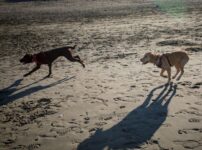 犬の外飼い