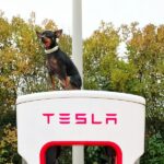 プラシュスキー・クリサジークの魅力は？特徴、性格、飼い方、値段まで