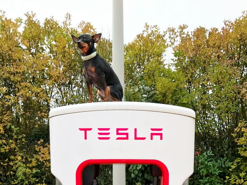 プラシュスキー・クリサジーク