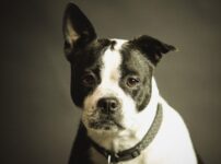 犬の分離不安症