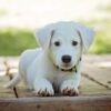 犬