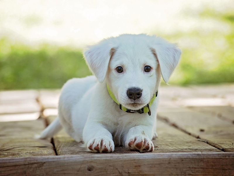 犬