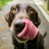 犬の味覚