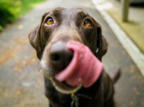 犬の味覚