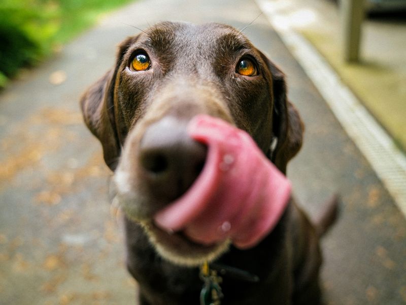 犬の味覚