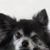 犬の気管虚脱