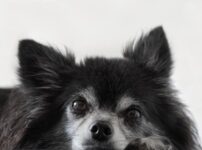 犬の気管虚脱