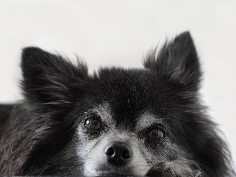 犬の気管虚脱