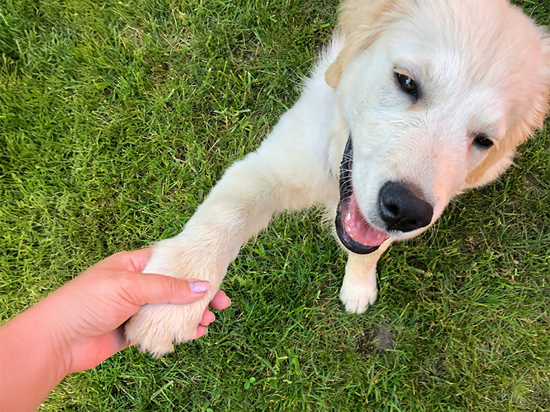 犬のお手
