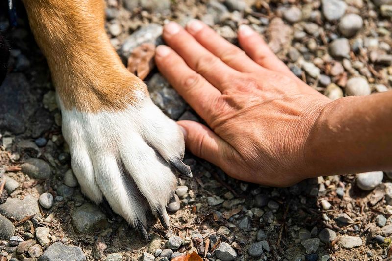 犬のお手