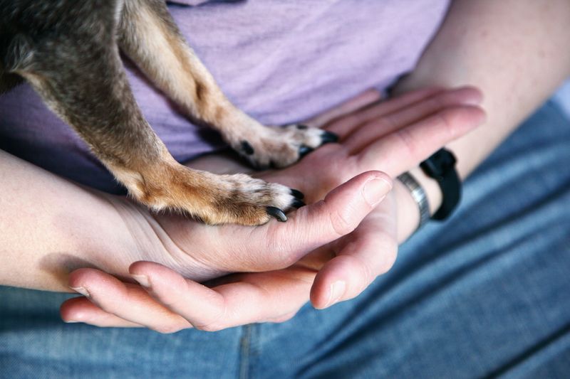 犬のお手