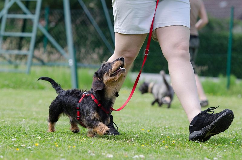 犬のしつけ