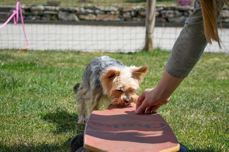 犬のしつけ