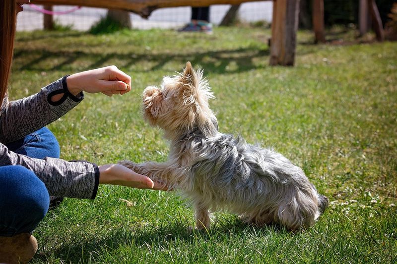 犬のしつけ