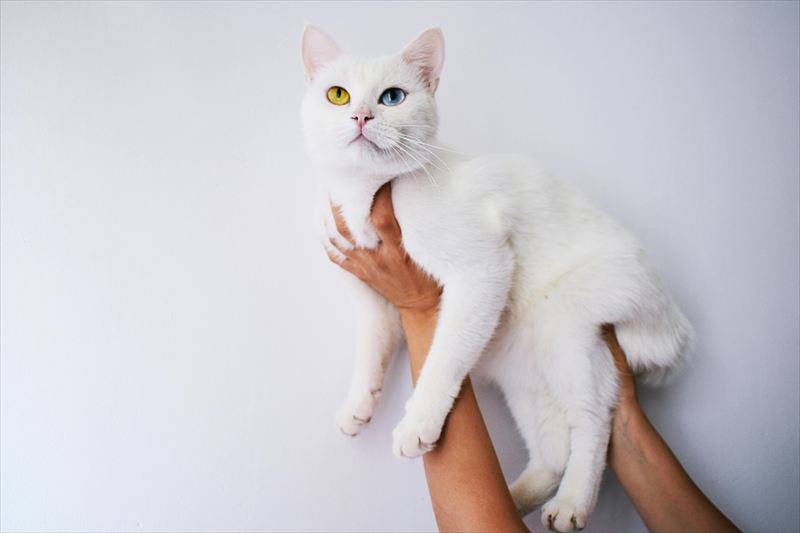 オッドアイ猫