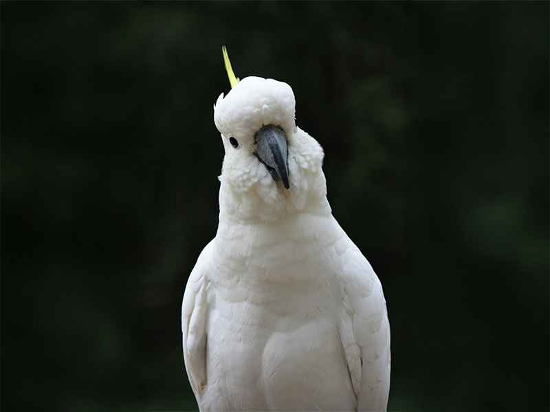 オウム