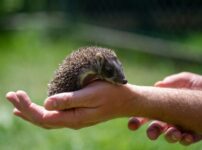 ハリネズミ