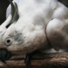 オウムの種類