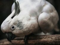 オウムの種類