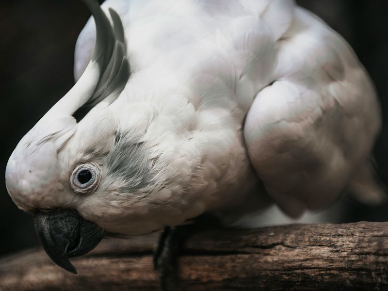 オウムの種類