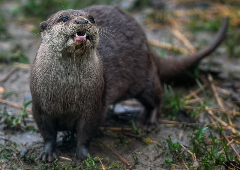 コツメカワウソ