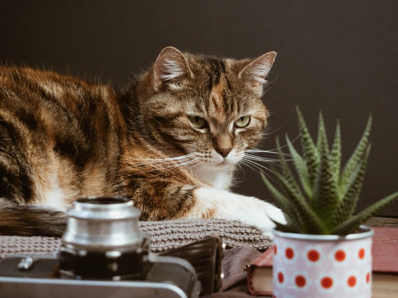 猫