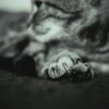猫が死ぬ前にする行動