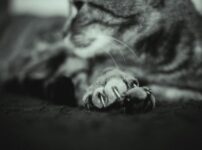 猫が死ぬ前にする行動