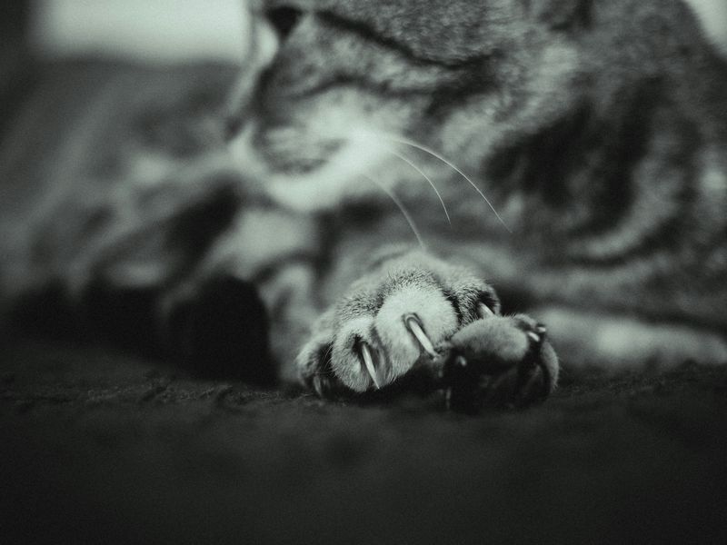 猫が死ぬ前にする行動