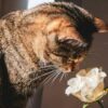猫とアロマ