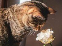 猫とアロマ