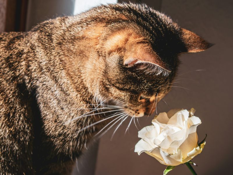 猫とアロマ