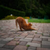 猫の腰トントン