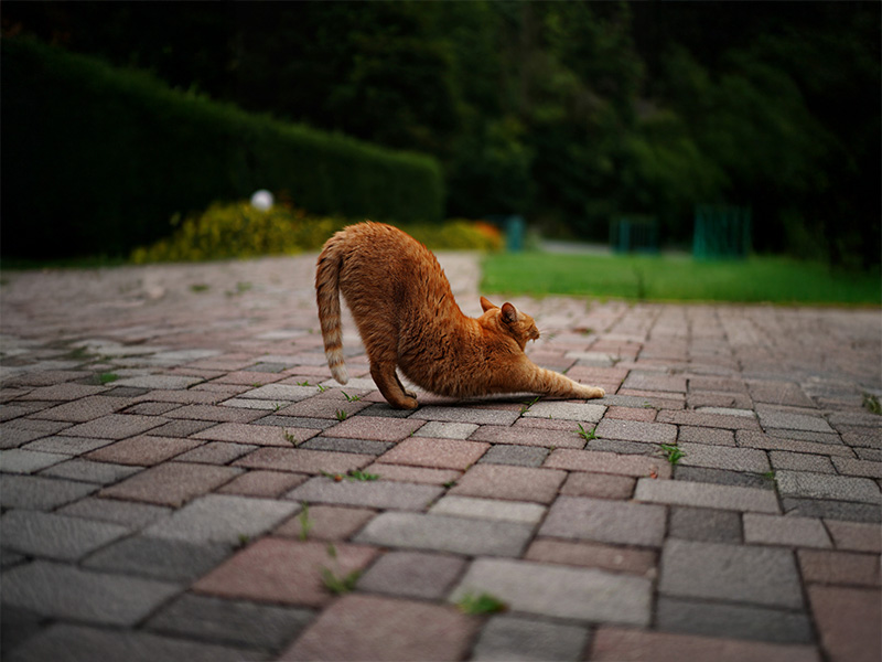 猫の腰トントン