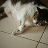 猫のお腹のたるみ