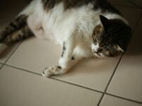 猫のお腹のたるみ