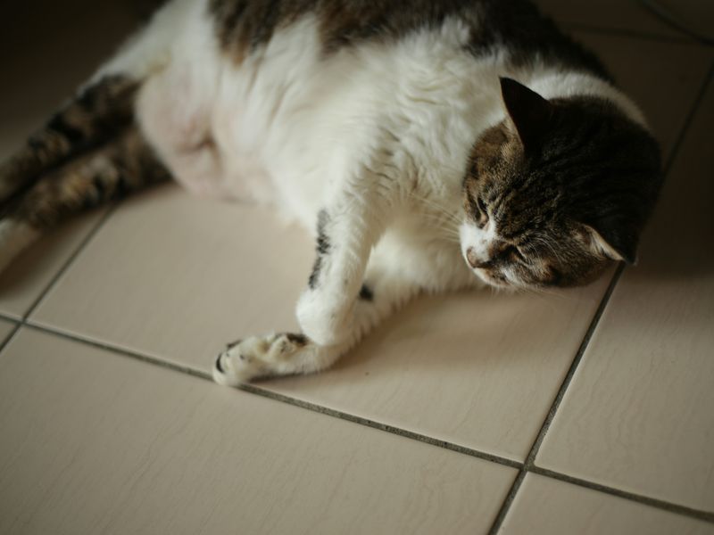 猫のお腹のたるみ