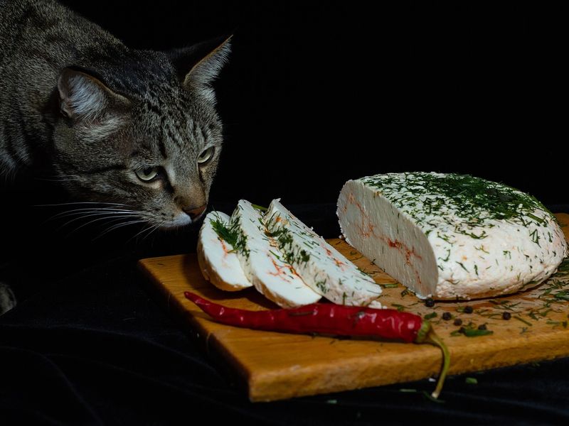 猫とチーズの関係性