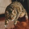 猫の「ぐるぐる」音