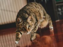 猫の「ぐるぐる」音